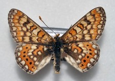 Euphydryas orientalis - M - Türkei (Nymphalidae)