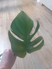 pflanzenableger Monstera