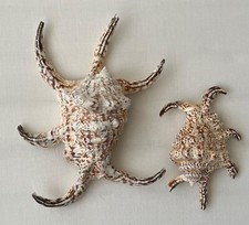 2x Fechterschnecke tropische Meeresschnecke / Seeschnecke groß + mittelgroß