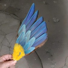 35 cm Handschwinge 💙💛 Ara Räucherfächer Papagei Feder Fächer Deko Engel Flügel