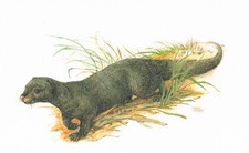 Indischer Mungo Raubtiere