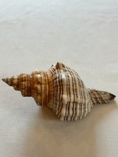 Trapez-Schnecke