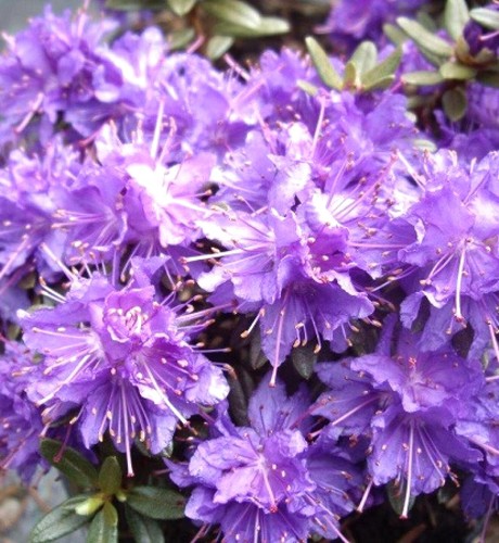 Japanische azalee rhododendron - japanische,