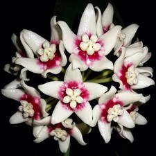 Wachsblume Hoya calycina "Stargazer" - intensiver DUFT! RAR! Mit Pedunkel!Bewurz