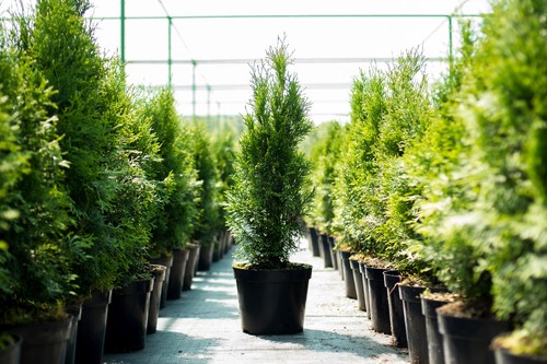 20st thuja smaragd 60m - 20st., 30-60m