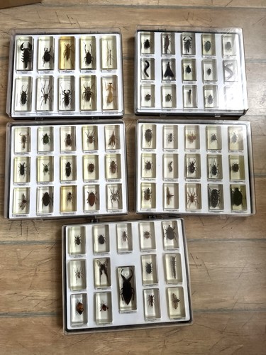 Minibiester sammlung - minibiester,