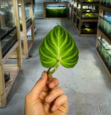 Philodendron verrucosum (RARE