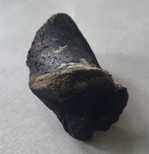 Tierfossil knochenfragment - tierfossil,