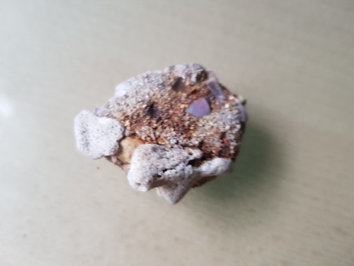 Gestein fossilie muschel - ,