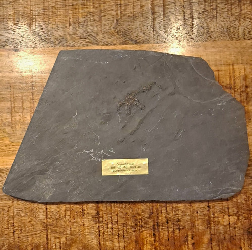 Fossil tierfossil auf - tierfossil,