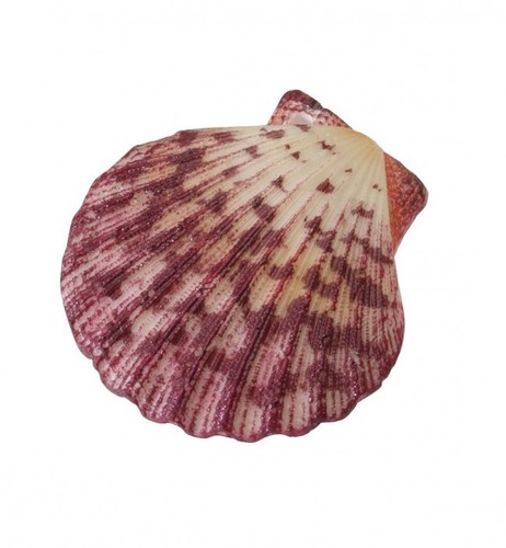 Aqua della scallop shell red - aqua,