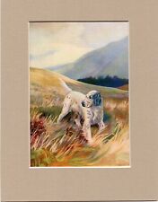 ~ ENGLISH SETTER ~ Ward Binks