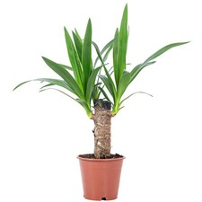 Palmlilie 1-stämmig - Yucca Elephantipes Palme 20 - Höhe ca. 45 cm, Topf-Ø 12 cm