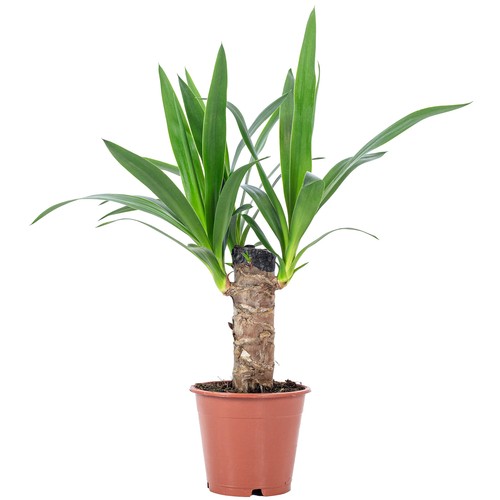 Palmlilie stämmig yucca - palmlilie,