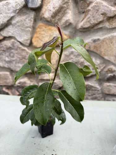Ficus subpisocarpa - ,