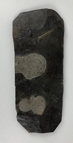 Versteinerung fossilien wohl - fossilien,