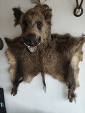 Keilerkopf  - Wildschweinkopf