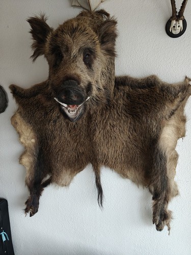 Keilerkopf wildschweinkopf - keilerkopf,