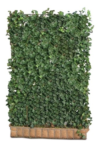 Efeu hecke h - hecke,