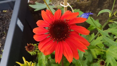 Sonnenhut rot echinacea - *, *