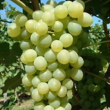 Weinrebe Phoenix gelber Wein