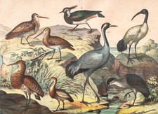 Ibis Kiebitz Schnepfe