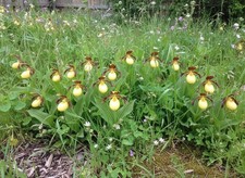 Sale2445 Cypripedium