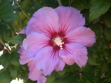 ?10 St. Hibiskus Gartenhibiskus syriacus pink winterhart Pflanze Hecke Konvolut
