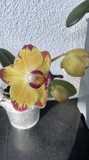Phalaenopsis Papagajo