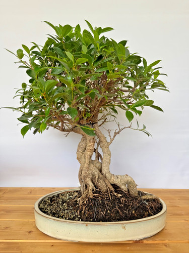 Zimmerbonsai ficus retusa - ficus,