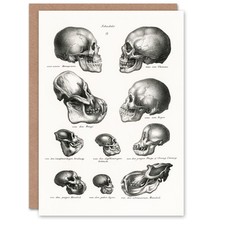 Schinz de Visser Kunstkarte Mensch Affe und Affe Schädel