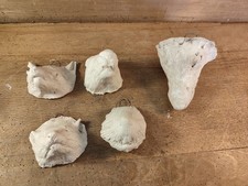 Gipsmodell Gipskopf Tierkopf Gips Präparat Präparator Bieber Fuchs Frettchen ?