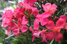 3 Oleander Stecklinge - Papa Gambetta