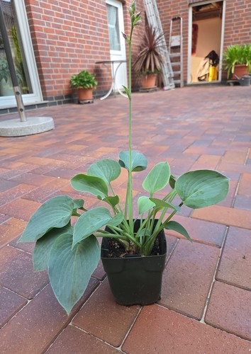 Hosta funkie - hosta,
