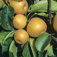 Nashi birne kosui - nashi-birne,