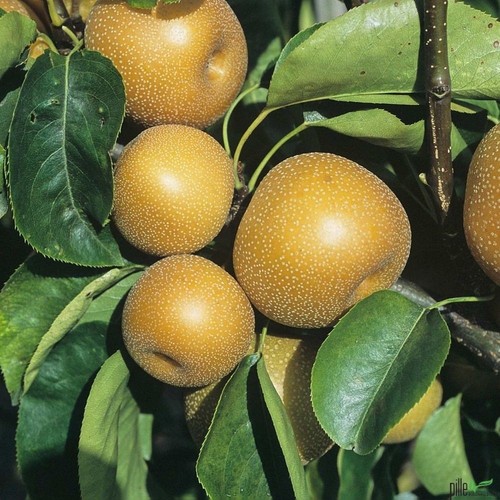 Nashi birne kosui - kosui, birnen