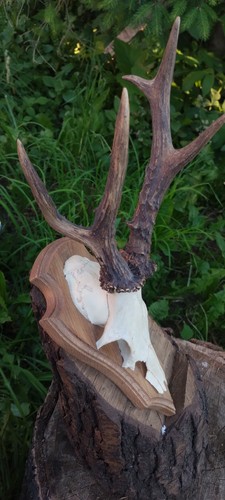Kapitale rehbock trophäe - rehbock,