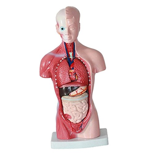 Menschlicher torso - menschlicher,
