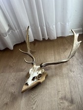 Echtes Hirschgeweih Jagdtrophäe Deko