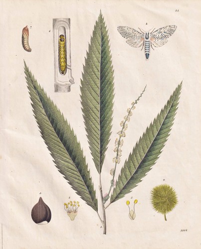 Kastanie kastanienbaum baum - kastanie,