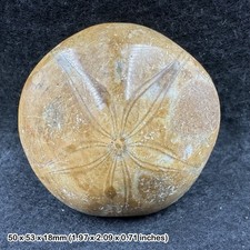 Pygurus Seeigel Echinoid
