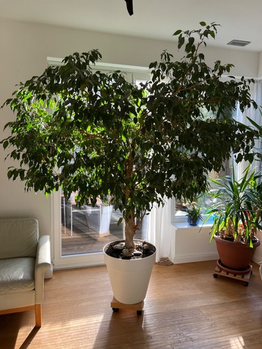 Ficus benjamini jahre alt - ficus, 60