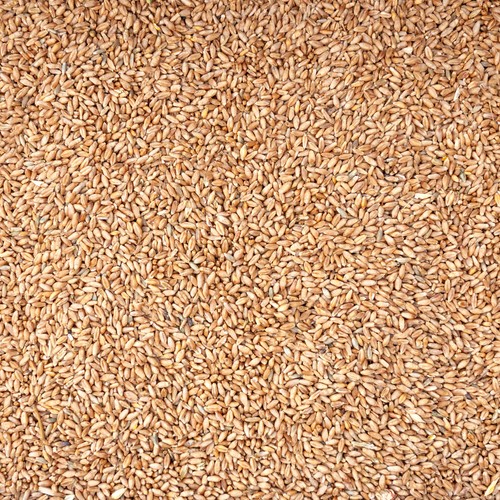 Weizen futterweizen - weizen,