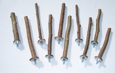 10 Sitzstangen Haselnuss