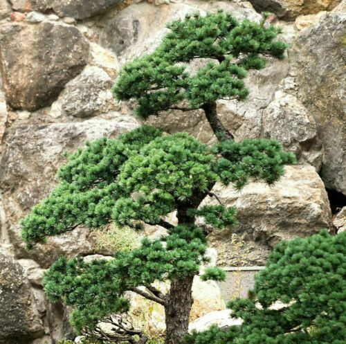 Samen chinesische kiefer - samen, chinesische-kiefer