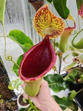 Nepenthes (lowii x boschiana)