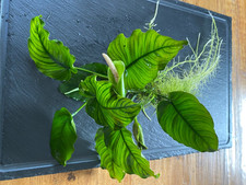 Anubias barteri (Breitblättriges Speerblatt)