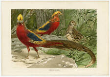 Goldfasan Fasane im Dickicht