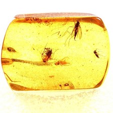 Bernstein Fossil mit Mücke