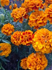 Studentenblume / Tagetes 300